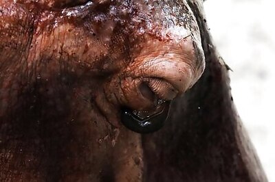 Thailand's Oldest Hippo Celebrates Birthday With Fruit And Song