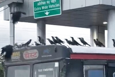 'Where Are They Going?' Video Of Crows Taking A Free Ride On Mumbai Bus Is Trending