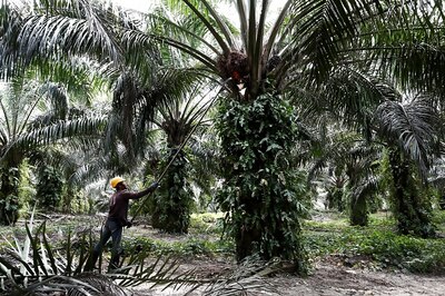 Criticism on CAA, Kashmir Costs Malaysia Dear as India Restricts Palm Oil Import. Pak Offers Silver Lining