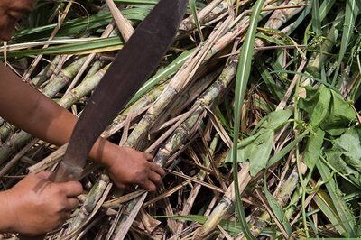 How to Eat a Sugar Cane
