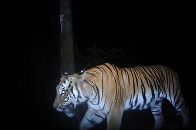 'Very Excited With This Discovery': New Tigers Spotted in Thailand After 4 Years, Raising Conservation Hopes