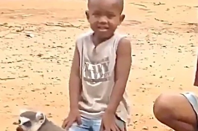 Viral Lemur Video Sparks Laughter, But Raises Concerns About Illegal Pet Trade