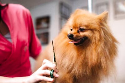 Pet Luxury Or Excess? Dolce And Gabbana's New Dog Perfume Courts Controversy