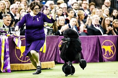 Westminster Dog Show To Return To NYC In January 2022