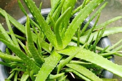 How Aloe Vera is a Boon for Diabetics