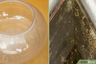 How to Culture Greenwater