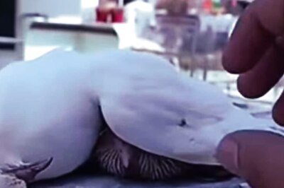 Watch: Pigeon Dies Protecting Her Baby From Scorching Heat
