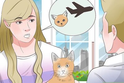 How to Transport Cats by Plane
