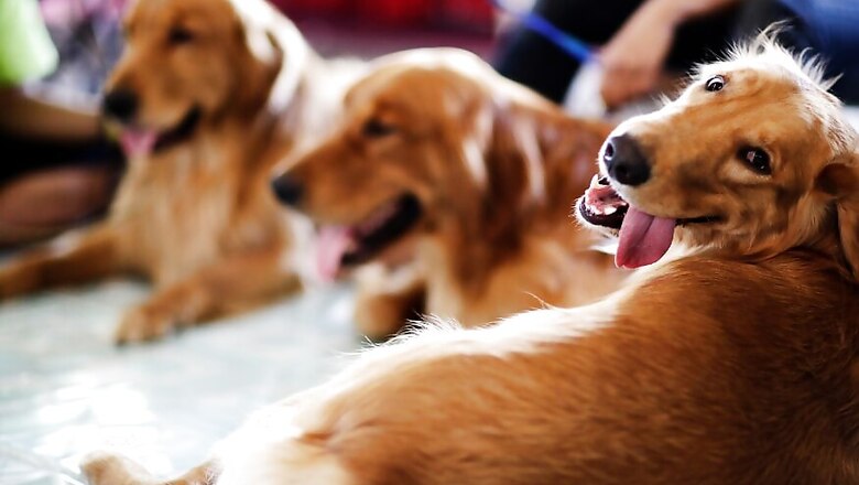 Pricey Pups: Maha Man Keeps Foreign-bred Dogs Comfy in Round-the-clock AC, Pays Rs 7 Lakh for Power Theft
