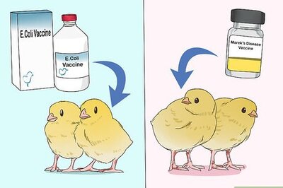 How to Vaccinate Chickens
