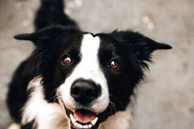 Pay License Fee or Face Fine: Kanpur Municipal Corporation's to Dog Owners