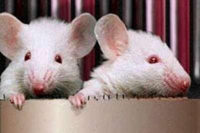 Dead mice bring Jurassic Park to life