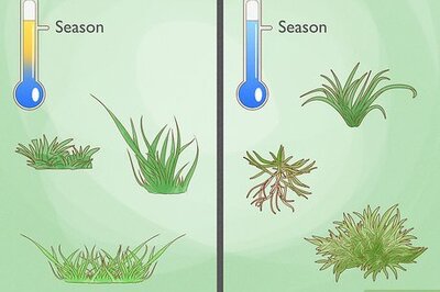 How to Aerate a Yard