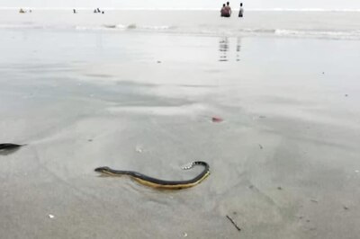 In Bengal's Bakkhali Beach, Tourists Scared After Spotting Yellow-bellied Sea Snake