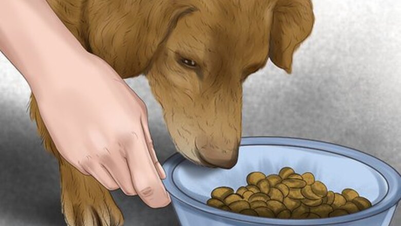 How to Care for Your Dog in the Winter