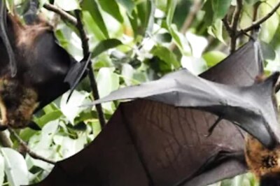 Hotter Climate Could Cause Spread of Thousands of Viruses from Animals to Humans, Study Predicts