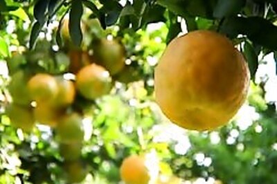 Water crisis leads Amravati orange farmers to suicide