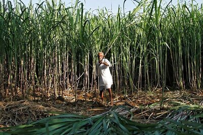 India's Sugar Output Could Jump by 12% in 2020-21: Trade Body