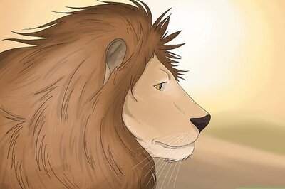 What Is the Spirit Animal for a Leo?