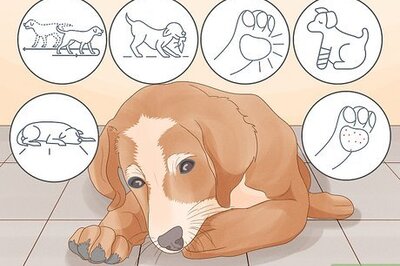 How to Stop a Dog from Chewing Their Paws: Causes & Solutions