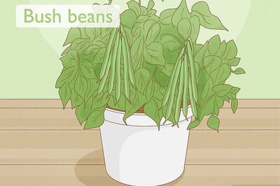 How to Grow Green Beans Indoors
