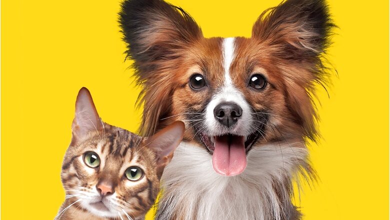 A Guide To Your Pet's Diet In The Monsoon