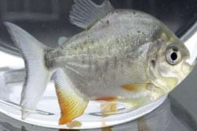 Diets that boost women's libido