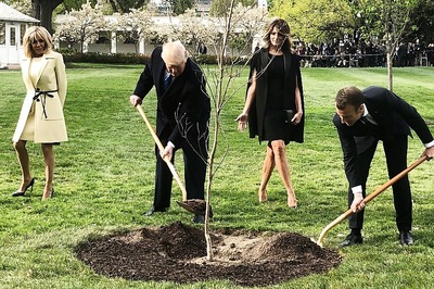 Macron Offers Trump Replacement 'Friendship' Oak After Original Withers Away