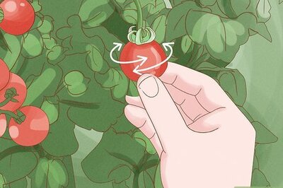 How to Pick Tomatoes