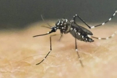 67-yr-old Man Found Infected with Zika Virus in Pune, Now Fully Recovered: Maha Health Department