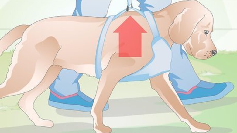 How to Choose the Right Harness for Your Dog