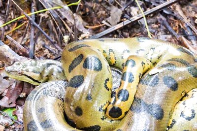 Anaconda Vs Titanoboa: Which Is The Largest Snake In The World?