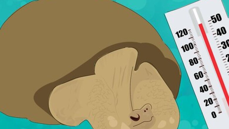 How to Wake a Tortoise from Hibernation