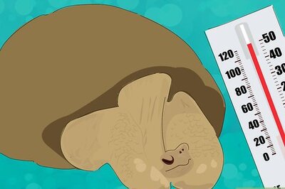 How to Wake a Tortoise from Hibernation