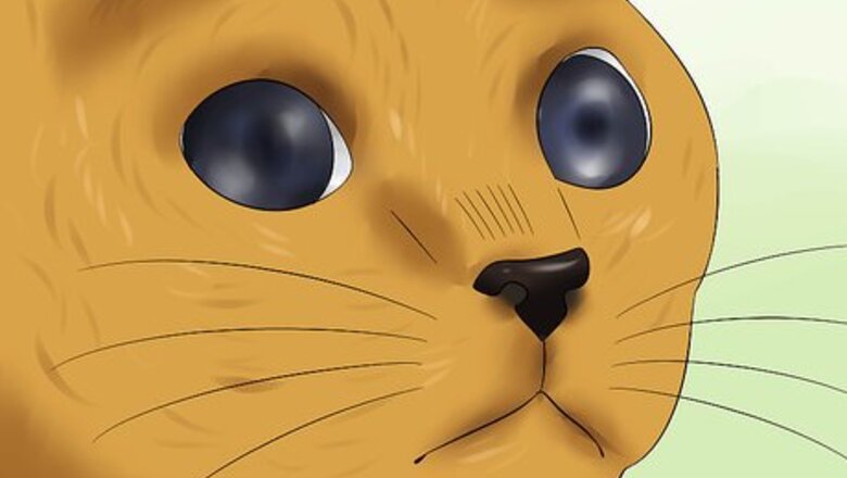 How to Diagnose Feline Retinal Disease