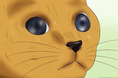 How to Diagnose Feline Retinal Disease