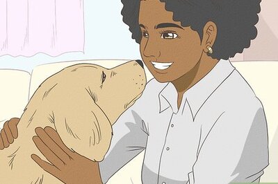 How to Train a Dog Pack to Be Calm and Submissive