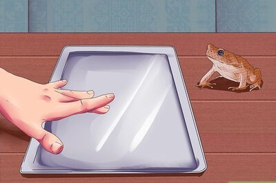 How to Dissect a Frog