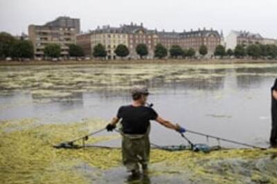 Nothing’s rotten in Denmark