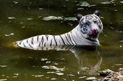 White Tigress Dies in Sanctuary Near Jaipur, Third Death in 15 Days