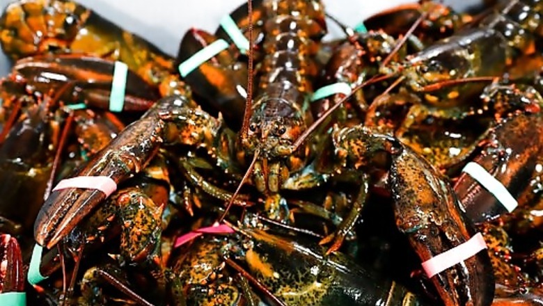 Lobster Biz Hopes For Stability After Tumultuous Trump Era