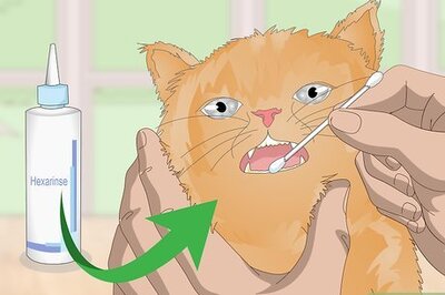 How to Treat Your Cat's Dental Problems