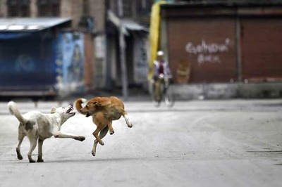 Stray Dogs Kill Two More Kids in UP's Sitapur, Toll Goes Up to 11
