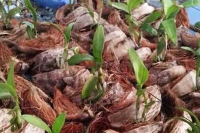 Maharashtra Automobile Engineer Takes Up Orchid Farming, Now Earns ...