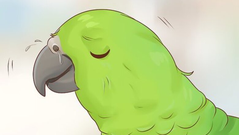 How to Spot Vitamin A Deficiency in an Amazon Parrot