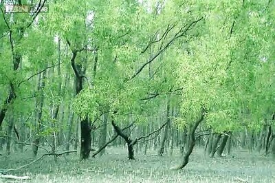 Water level in Sunderbans rising at an 'alarming' rate of 3-8 mm per year