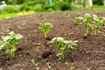Union Government to Introduce Zero-budget Natural Farming in Curriculum of Agriculture Universities; Here’s All You Need to Know
