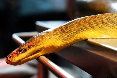 Snakes are the new guests at Mumbai 5-star hotels