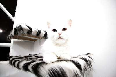 Women Good at Recognising Cats' Expressions, Says Study
