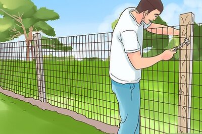 How to Care for a Pet Fox